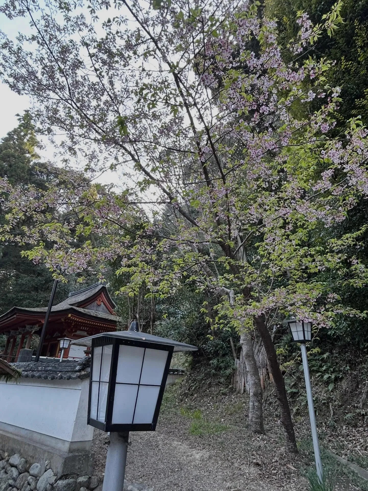 神社の敷地内で桜咲いてた🌸