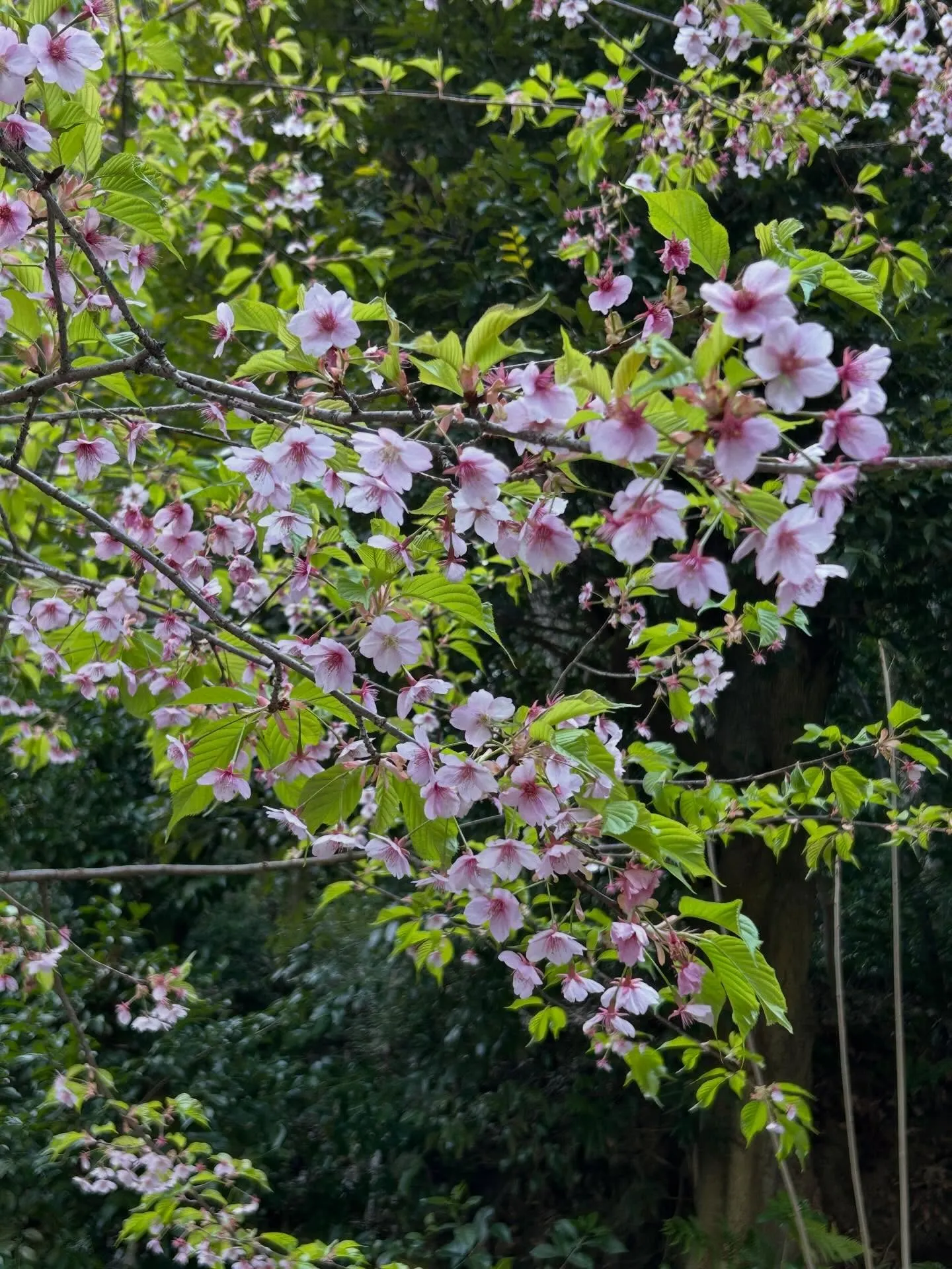 神社の敷地内で桜咲いてた🌸
